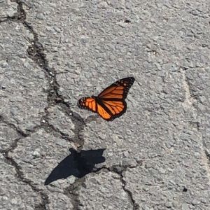 Meet your Posher, Ally